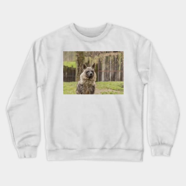 Brown Hyena Crewneck Sweatshirt by Photomisak72